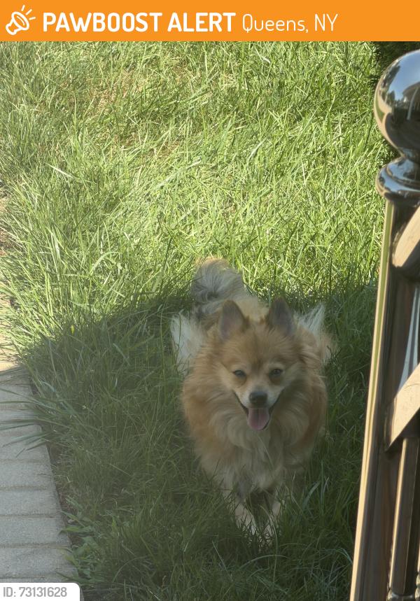 Found/Stray Female Dog last seen Near 89th Road, Queens, NY 11423