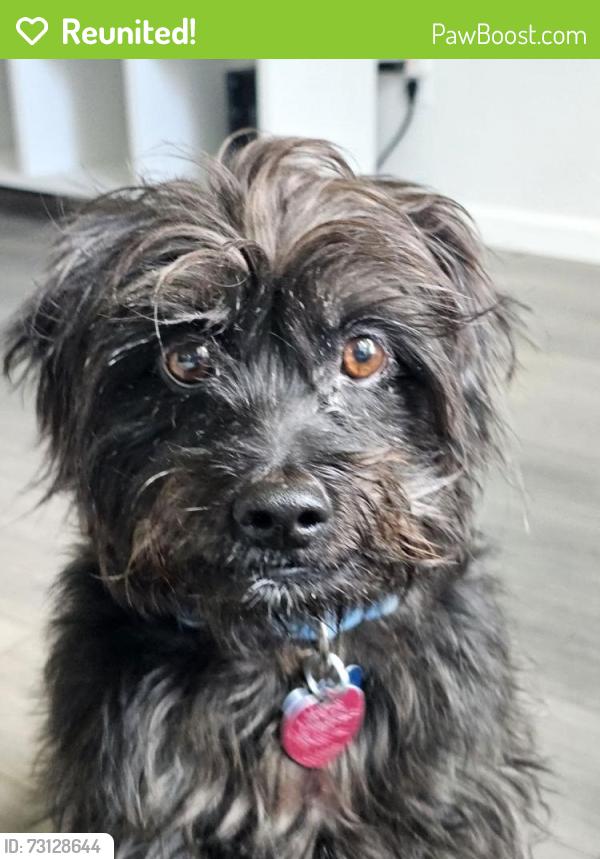 Reunited Male Dog last seen Shorthorn and Lohani, Fort Worth, TX 76131
