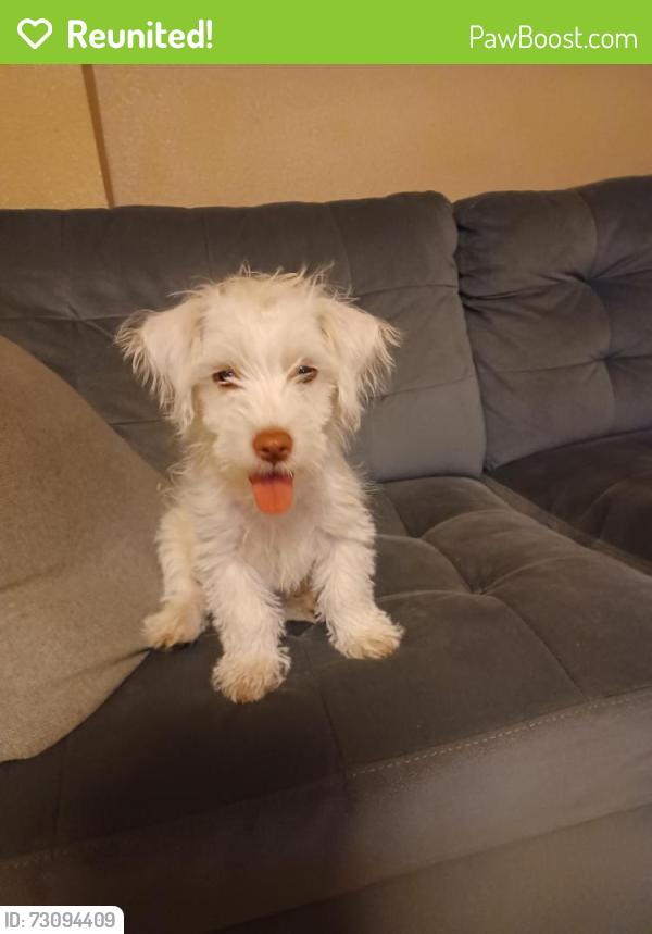 Reunited Male Dog last seen N. Cragmont and Hyland, San Jose, CA 95127