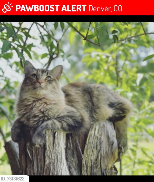 Lost Female Cat last seen 2nd & Harrison St., Denver, CO 80206