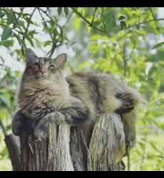 Lost Female Cat last seen 2nd & Harrison St., Denver, CO 80206