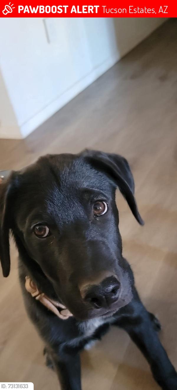 Lost Male Dog last seen Calle Anasazi and San Joaquin, Tucson Estates, AZ 85735