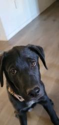Lost Male Dog last seen Calle Anasazi and San Joaquin, Tucson Estates, AZ 85735