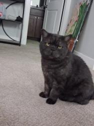 Reunited Male Cat last seen Near W Nikos Lane, South Jordan, UT, 84095, South Jordan, UT 84095
