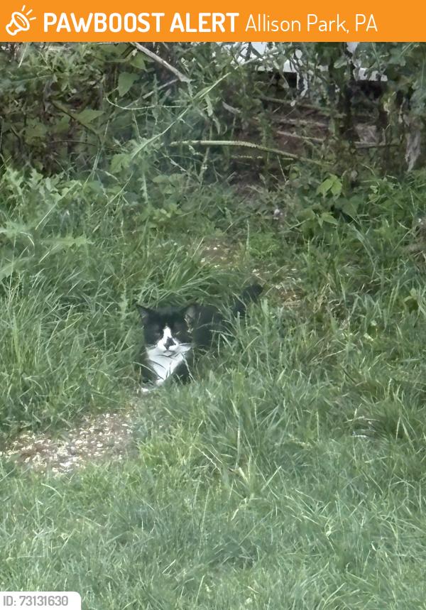 Found/Stray Unknown Cat last seen Near Duncan Manor Plaza AllisonPark/McCandless, Allison Park, PA 15101