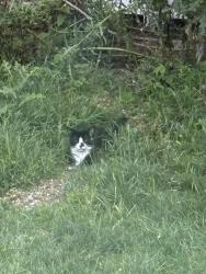 Found/Stray Unknown Cat last seen Near Duncan Manor Plaza AllisonPark/McCandless, Allison Park, PA 15101