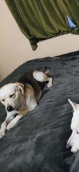 Reunited Male Dog last seen Calle Anasazi and San Joaquin, Tucson Estates, AZ 85735