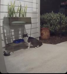 Found/Stray Unknown Cat last seen Highway 17, Clay County, FL 32043