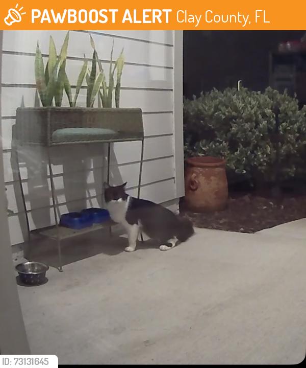 Found/Stray Unknown Cat last seen Highway 17, Clay County, FL 32043
