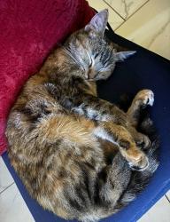 Lost Female Cat last seen Near Oak St, Whittier, CA 90605