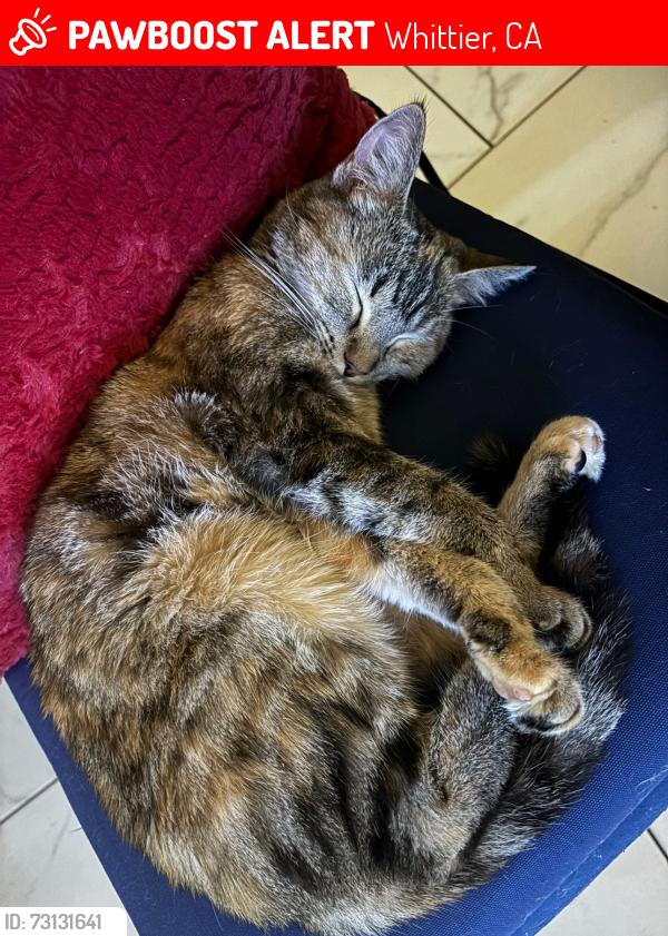 Lost Female Cat last seen Near Oak St, Whittier, CA 90605