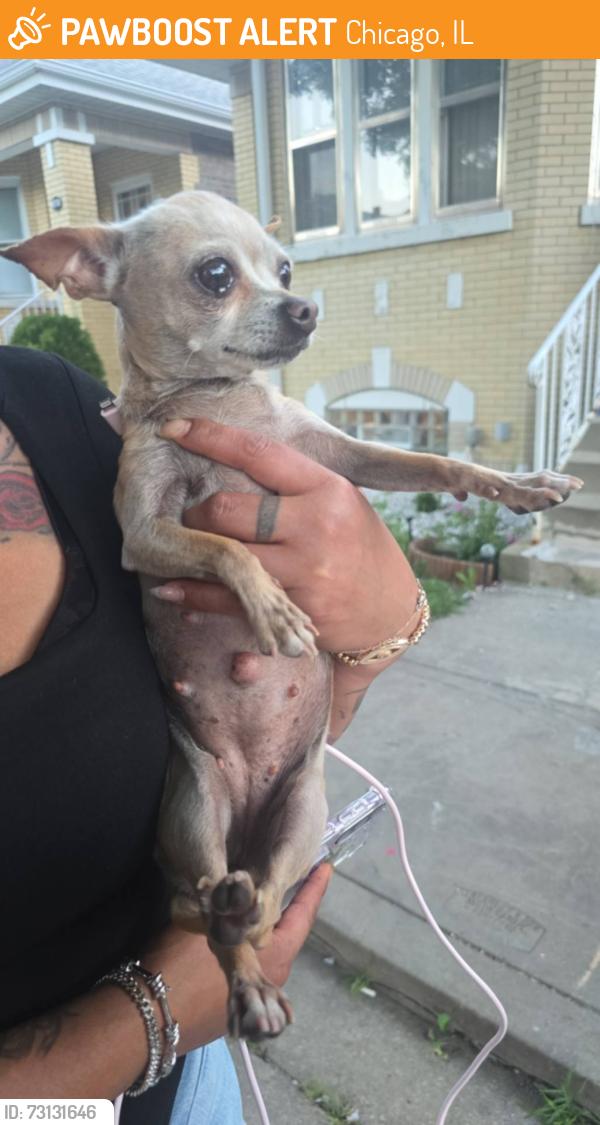 Found/Stray Female Dog last seen S Keeler Ave Chicago, Chicago, IL 60623