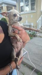 Found/Stray Female Dog last seen S Keeler Ave Chicago, Chicago, IL 60623
