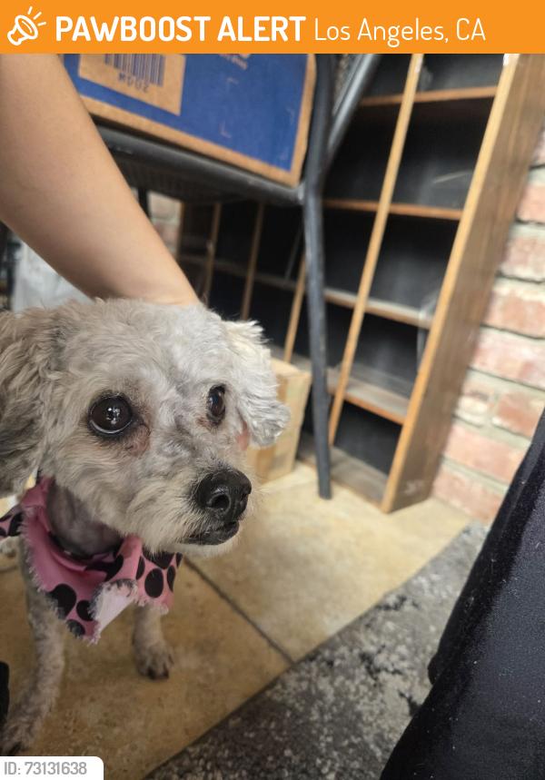 Found/Stray Female Dog last seen South Serrano Avenue and San Marino Street, Los Angeles, CA 90005