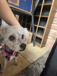 Found/Stray Female Dog last seen South Serrano Avenue and San Marino Street, Los Angeles, CA 90005