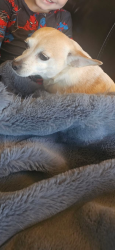 Reunited Female Dog last seen My Vernon Rd, Auburn, CA 95603