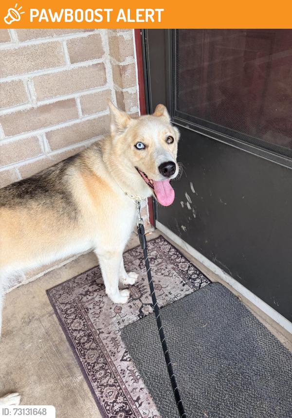 Found/Stray Female Dog last seen Chapman and Smithfield, North Richland Hills, TX 76182