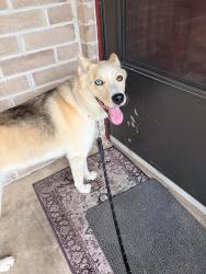 Found/Stray Female Dog last seen Chapman and Smithfield, North Richland Hills, TX 76182