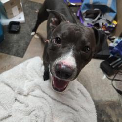 Reunited Male Dog last seen Engblad & Cloverdale, Fort Worth, TX 76134