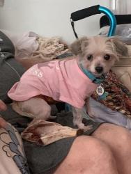 Reunited Male Dog last seen Seabridge Road and 17th St., Virginia Beach Boulevard 23451, Virginia Beach, VA 23451