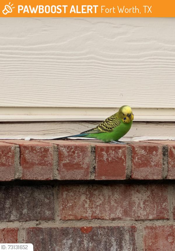 Found/Stray Male Bird last seen Bear hollow, Fort Worth, TX 76244