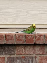 Found/Stray Male Bird last seen Bear hollow, Fort Worth, TX 76244