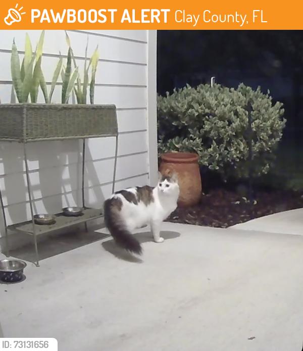 Found/Stray Unknown Cat last seen Highway 17, Clay County, FL 32043