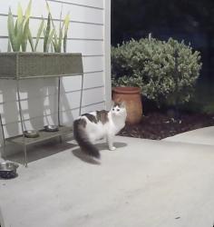 Found/Stray Unknown Cat last seen Highway 17, Clay County, FL 32043