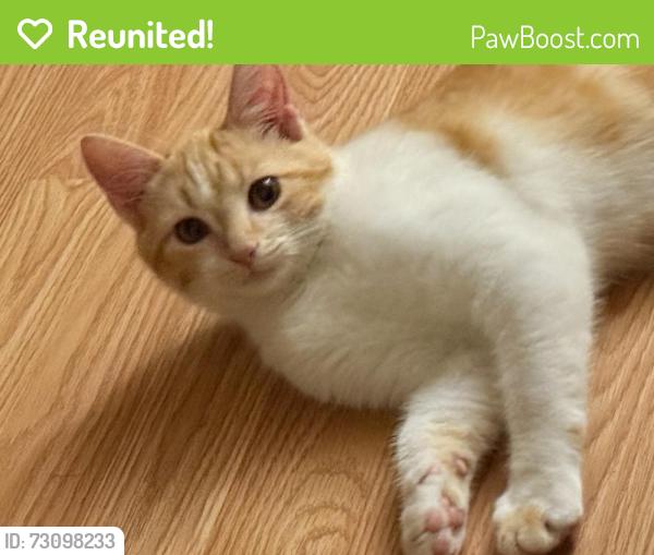 Reunited Male Cat last seen Pleasant run, DeSoto, TX 75115