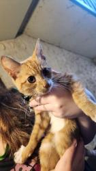 Found/Stray Female Cat last seen Songsmith Dr and Stone Pl, New Castle County, DE 19702