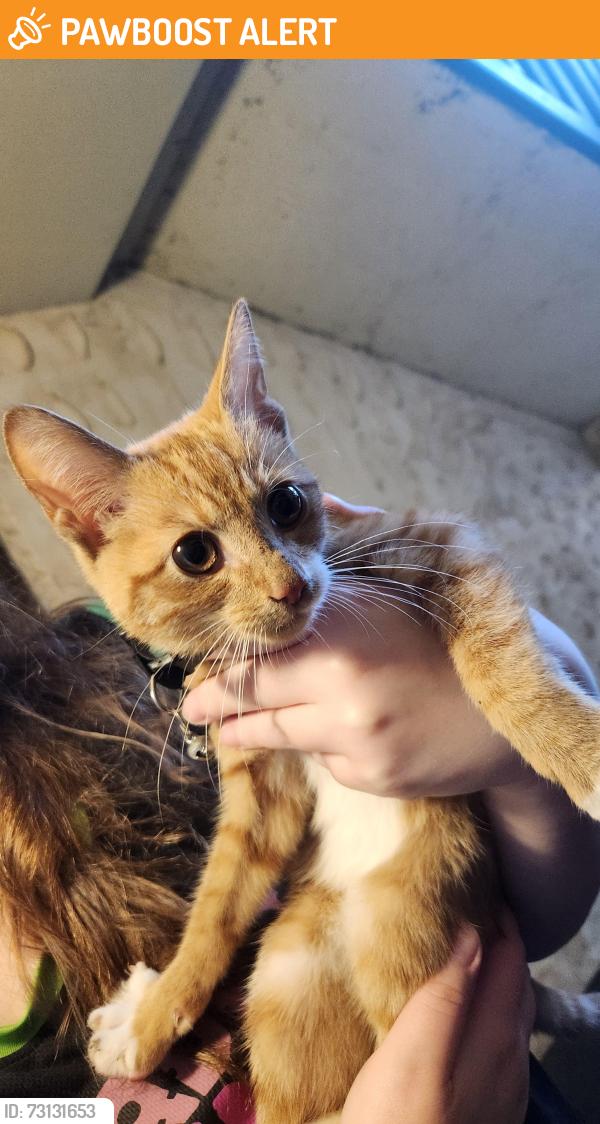 Found/Stray Female Cat last seen Songsmith Dr and Stone Pl, New Castle County, DE 19702