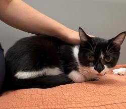 Reunited Female Cat last seen On route 28 between Centerville and Chantilly. In the median of the interstate., Centreville, VA 20120