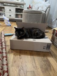 Reunited Female Cat last seen Cardinal Ln Austell GA, Mableton, GA 30168