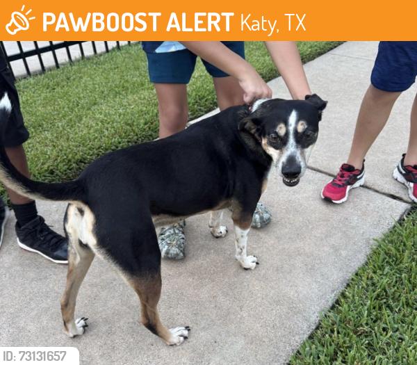 Found/Stray Female Dog last seen Williamsburg Parish pool, Katy, TX 77493