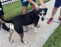 Found/Stray Female Dog last seen Williamsburg Parish pool, Katy, TX 77493