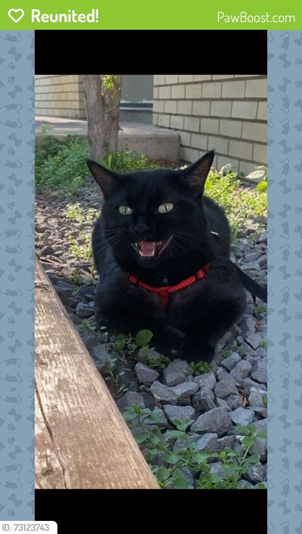 Reunited Female Cat last seen Kitson Close, Red Deer, AB T4P 4C5