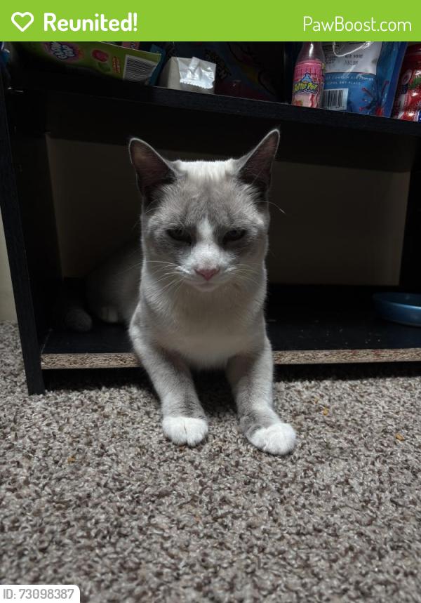 Reunited Male Cat last seen Woodfords corner Portland Maine, Portland, ME 04103