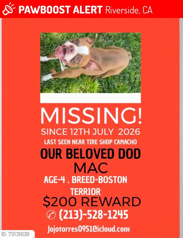 Lost Male Dog last seen Near mission blvd Jurupa valley 92509, Riverside, CA 92509