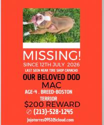 Lost Male Dog last seen Near mission blvd Jurupa valley 92509, Riverside, CA 92509