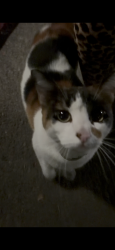 Found/Stray Female Cat last seen Near Hope & Lafayette in Santa Clara, Santa Clara, CA 95054