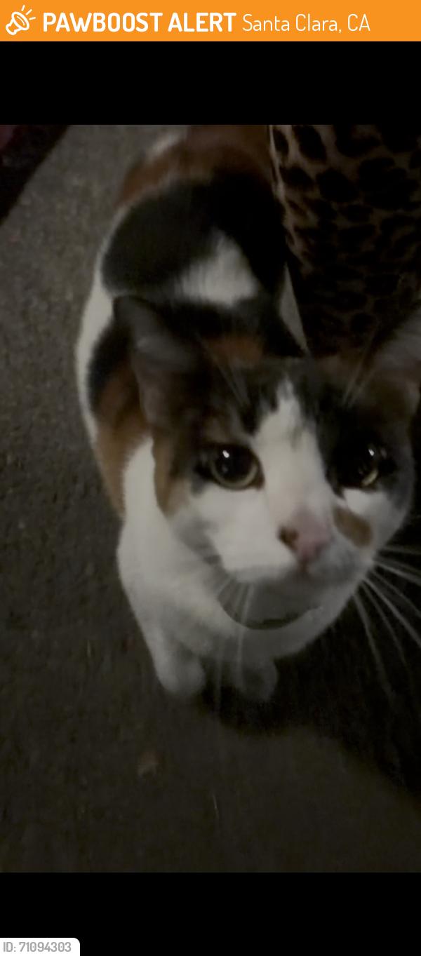 Found/Stray Female Cat last seen Near Hope & Lafayette in Santa Clara, Santa Clara, CA 95054