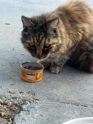 Reunited Unknown Cat last seen in front of elementary school, Chula Vista, CA 91910