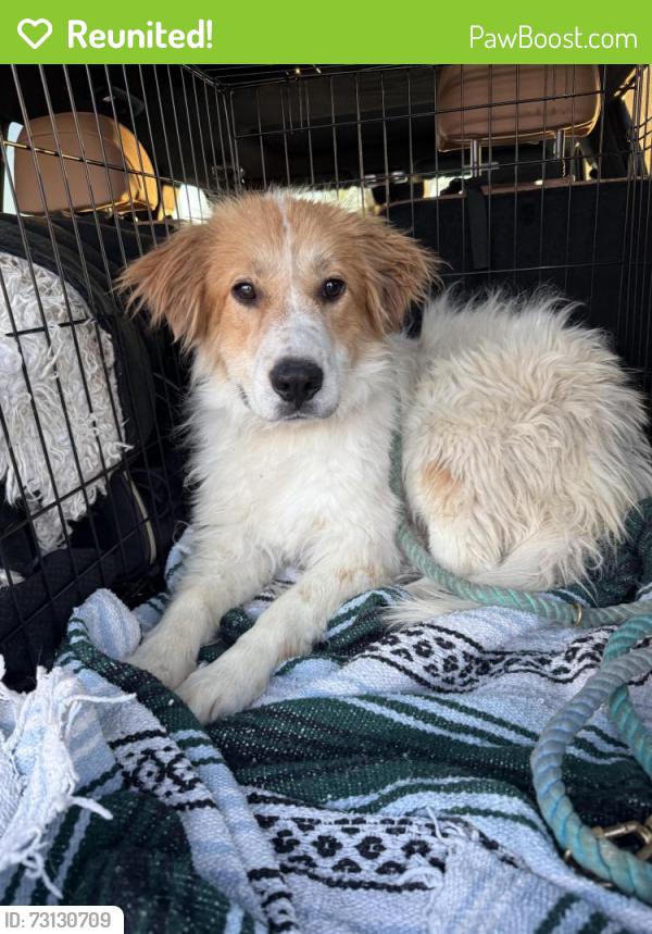 Reunited Female Dog last seen Milton and Santa Clara Ave, San Mateo County, CA 94061