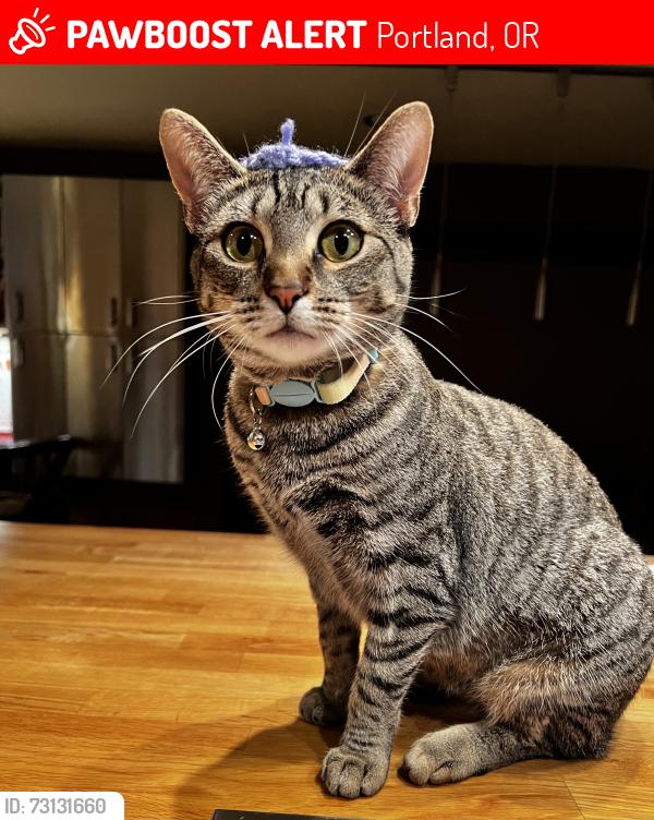 Lost Female Cat last seen Near SW Hillview St, Portland, OR 97223, USA, Portland, OR 97223