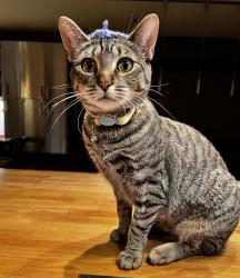 Lost Female Cat last seen Near SW Hillview St, Portland, OR 97223, USA, Portland, OR 97223