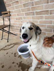 Found/Stray Female Dog last seen Chapman and Smithfield, Watauga, TX 76148