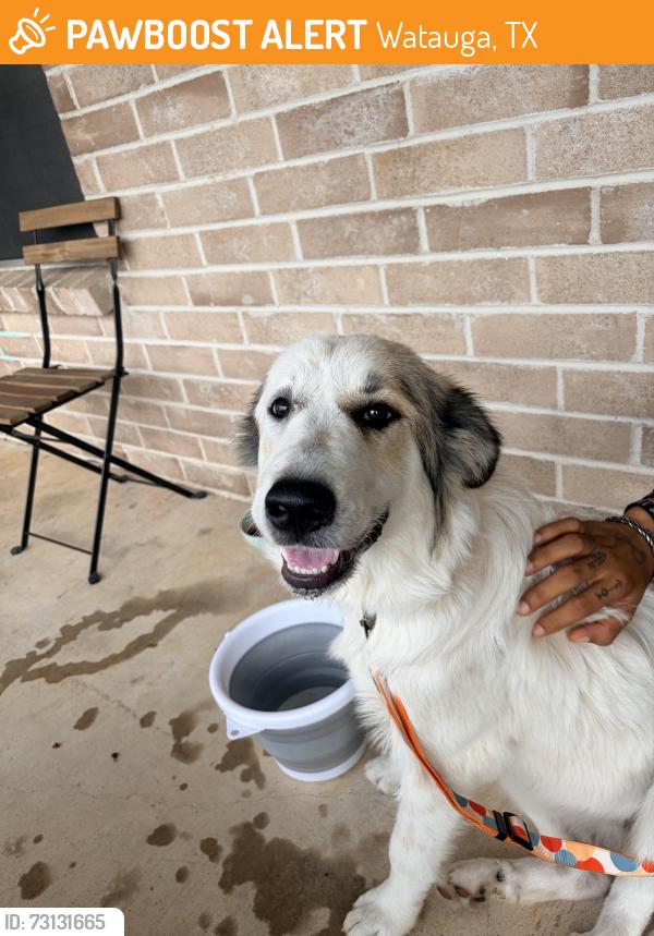 Found/Stray Female Dog last seen Chapman and Smithfield, Watauga, TX 76148