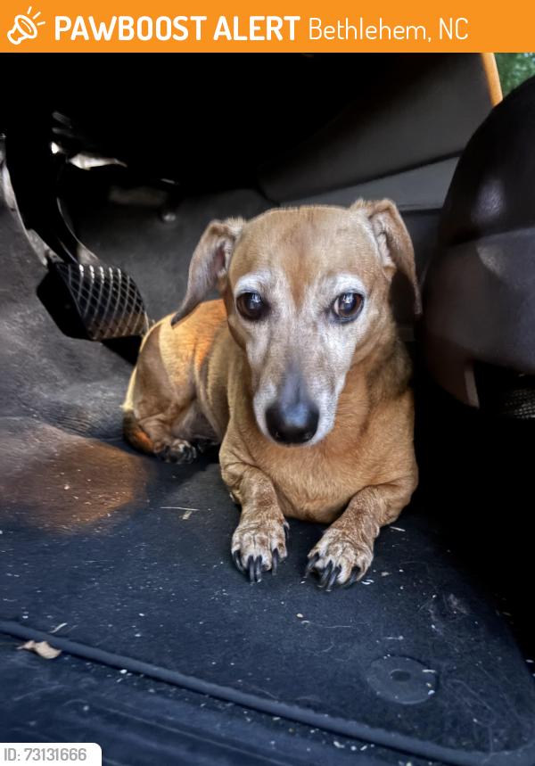Found/Stray Female Dog last seen Kipling, Bethlehem, NC 28601