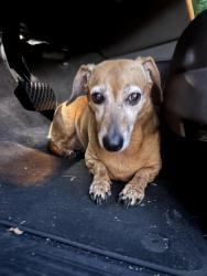 Found/Stray Female Dog last seen Kipling, Bethlehem, NC 28601