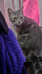 Reunited Female Cat last seen Alexandria Dr, Arlington, TX 76015
